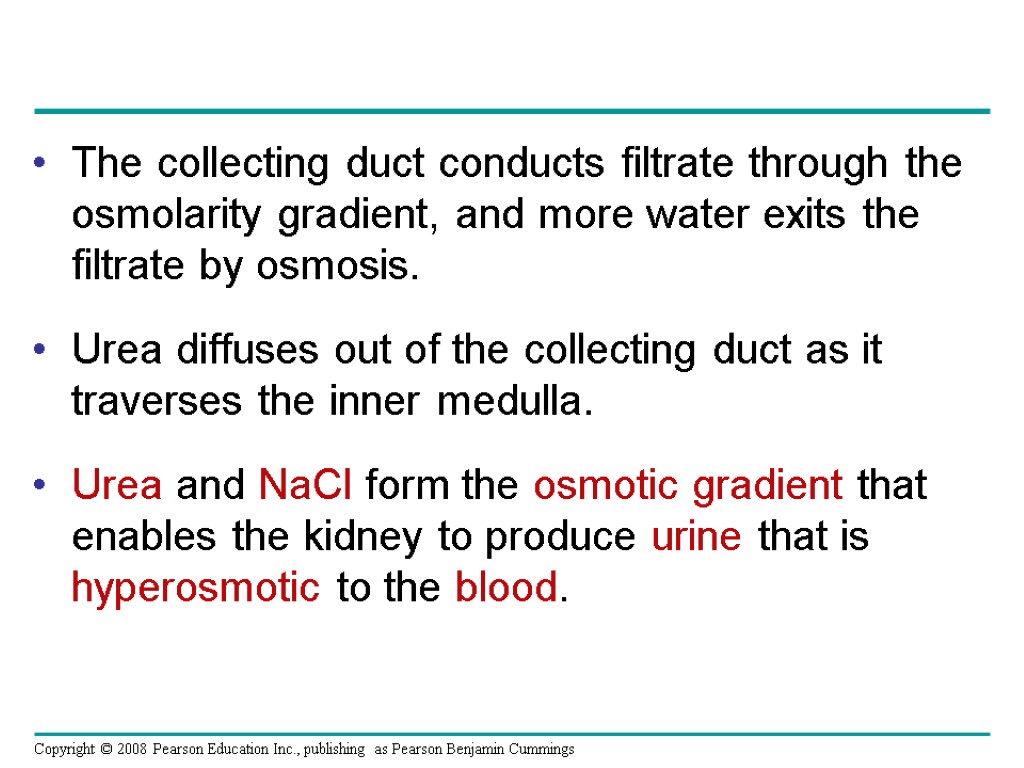 The collecting duct conducts filtrate through the osmolarity gradient, and more water exits the